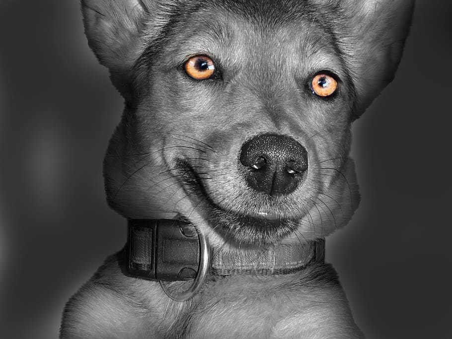 dog, face, black, white, eyes, pet, animal, snout, animal portrait HD wallpaper