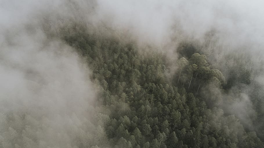green forest under cloudy sky, fog, australia, nature, weather HD wallpaper
