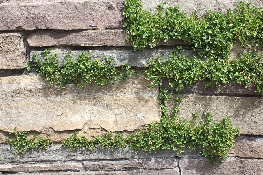 plant, slate, moss, wall, flagstone, vegetation, bush, jar, HD wallpaper
