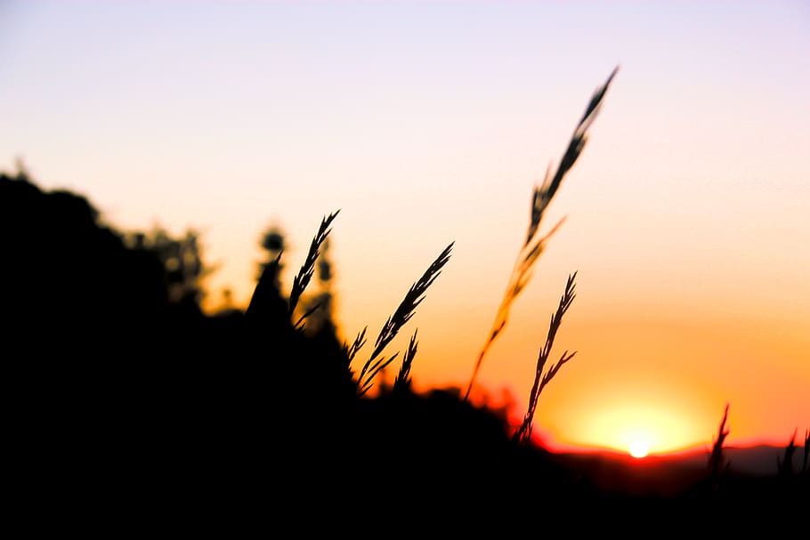 sunrise, field, grass, morning, sunset, silhouette, sky, beauty in nature HD wallpaper
