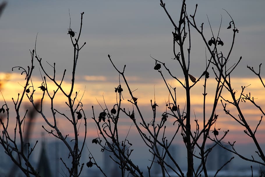 sunset, horizon, branches, sky, clouds, nature, outdoor, plant HD wallpaper