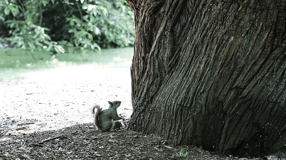 squirrel, tree, sunny day, animal, animal themes, mammal, trunk HD wallpaper