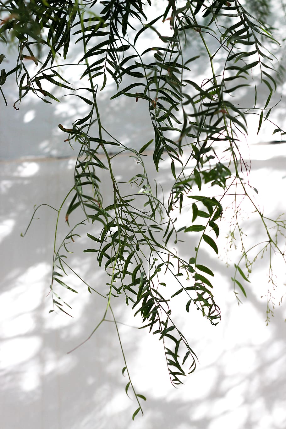 green leaf plant, tree, nature, outdoors, ice, wall, snow, willow HD wallpaper
