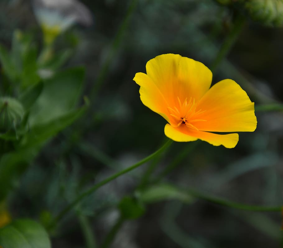 blossom, bloom, flower, plant, flora, nature, garden, ornamental flower HD wallpaper