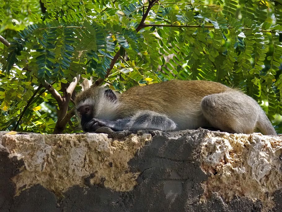 monkey, african monkey, animal, animal themes, mammal, animal wildlife HD wallpaper