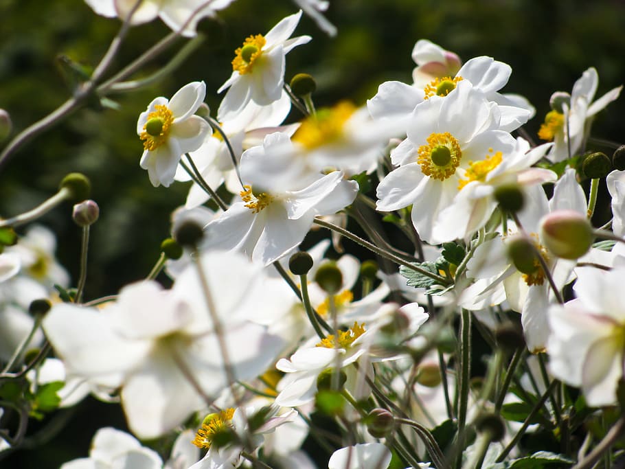 White and Yellow Flowers in Garden, Macro, Spring, Summer, flowering plant HD wallpaper