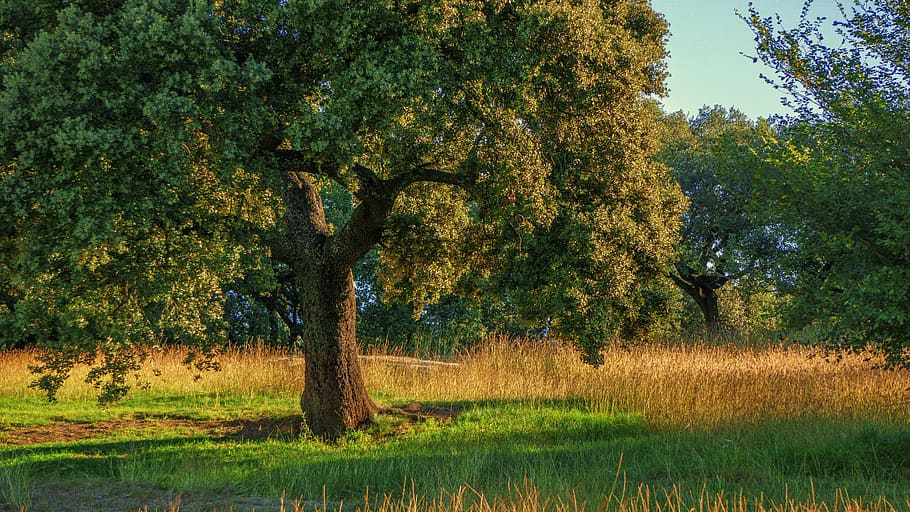 tree, encina, nature, trees, leaves, acorns, forest, bark, landscape HD wallpaper