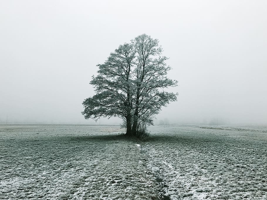tree under white sky, plant, poland, ground, ślęzany 30, tree trunk HD wallpaper