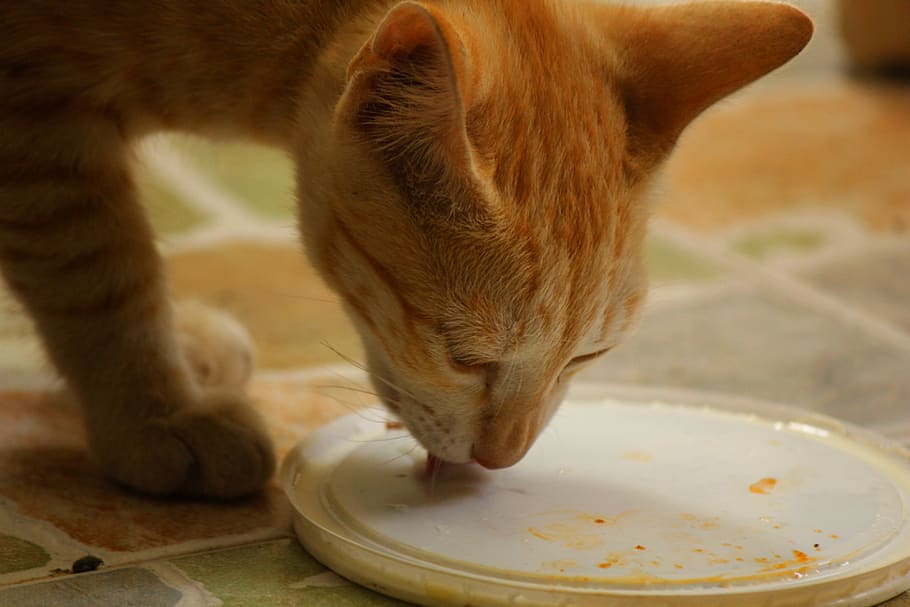 cat, drinking, milk, mammal, animal, one animal, pets, animal themes HD wallpaper