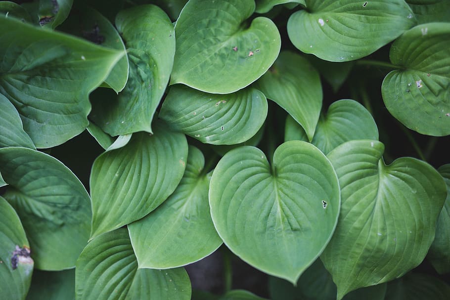 green, garden, leafe, plant part, green color, full frame, growth HD wallpaper