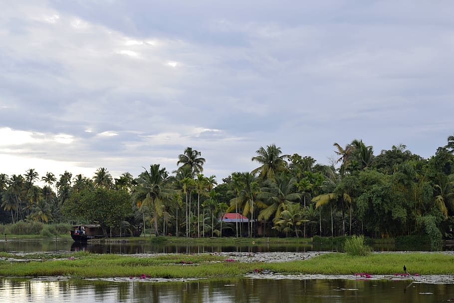 india, vembanad lake, backwater, coconut, kerala, tree, plant