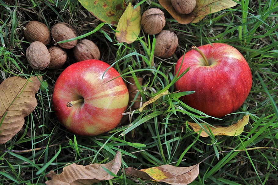 fruit, nuts, autumn, mature, foliage, apples, nature, garden HD wallpaper