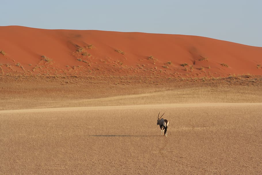 sossusvlei, oryx, red, dune, antelope, sand, namibia, africa HD wallpaper