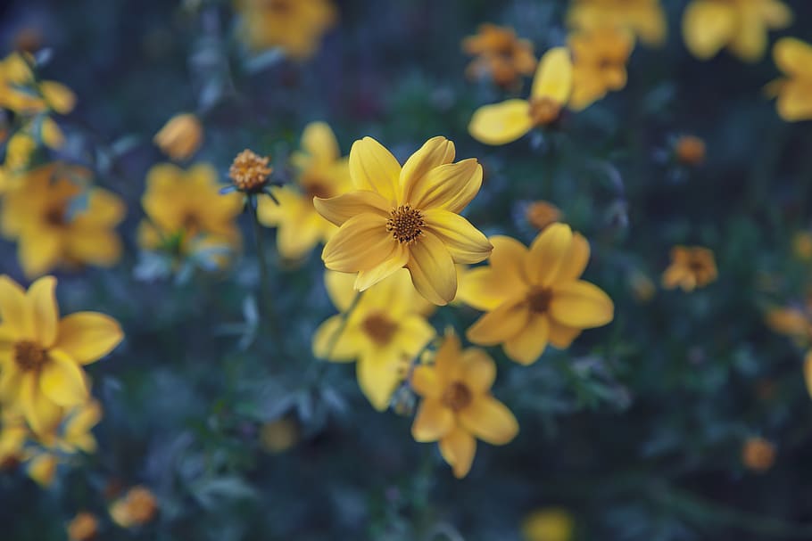 narcis, flower, yellow, spring, vegetable, garden, flowers, HD wallpaper