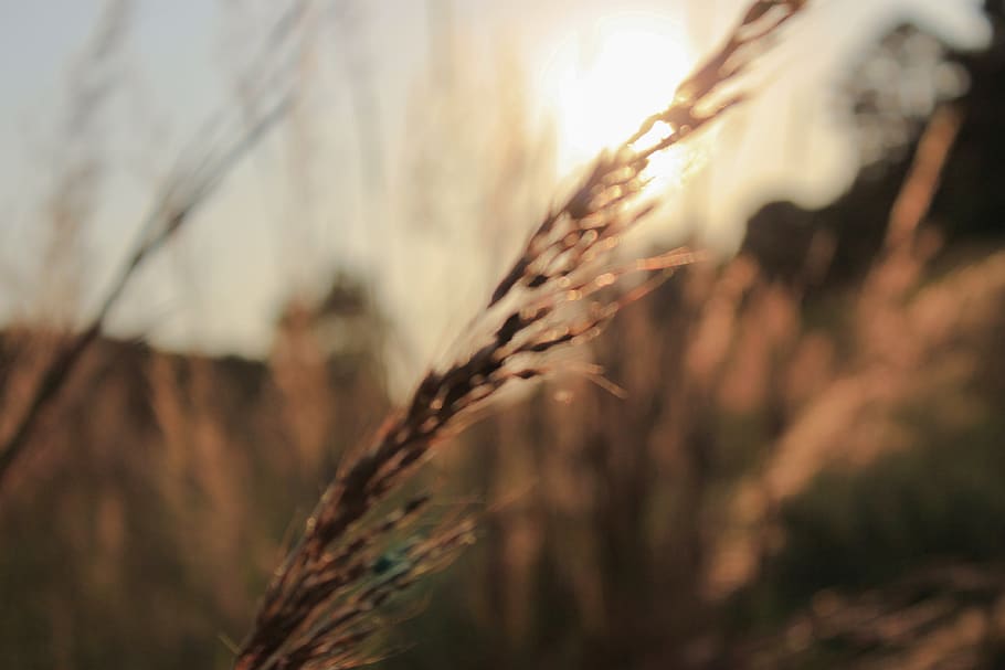 wheat, field, blur, color, nature, beauty, plant, cereal plant HD wallpaper