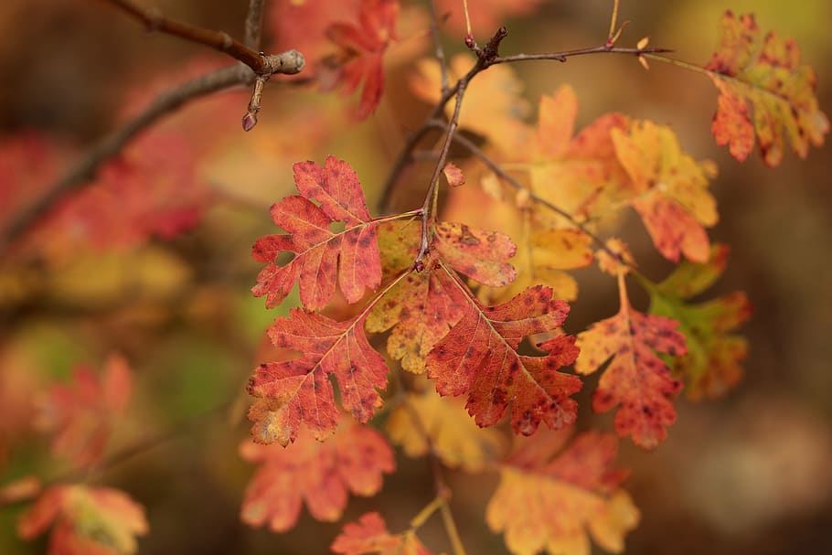 wilted leaves, tree, leaf, veins, maple, flora, plant, blossom HD wallpaper