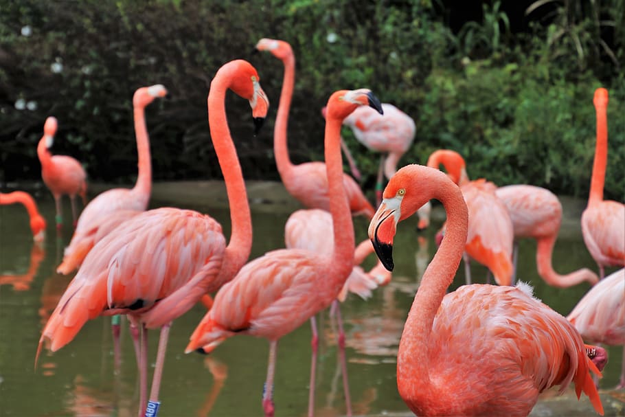 flamingos, birds, herd, beak, pen, water, pink, animals, wings HD wallpaper