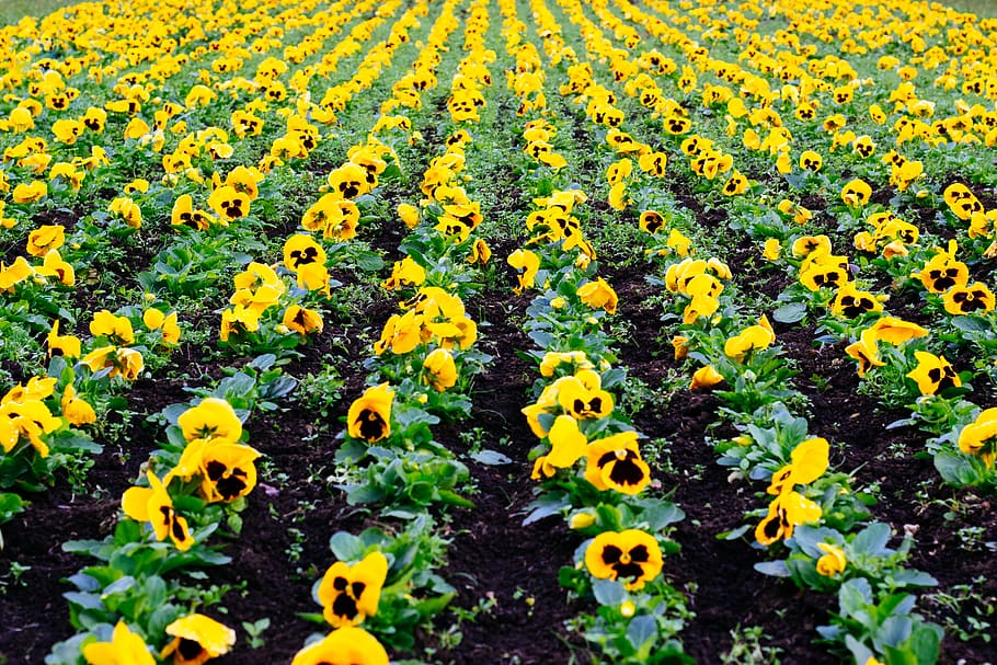 flowers, flowering plant, yellow, growth, beauty in nature HD wallpaper
