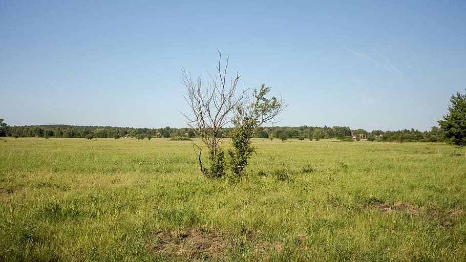 field, tree, green, summer, sun, spring, plant, land, sky, environment HD wallpaper