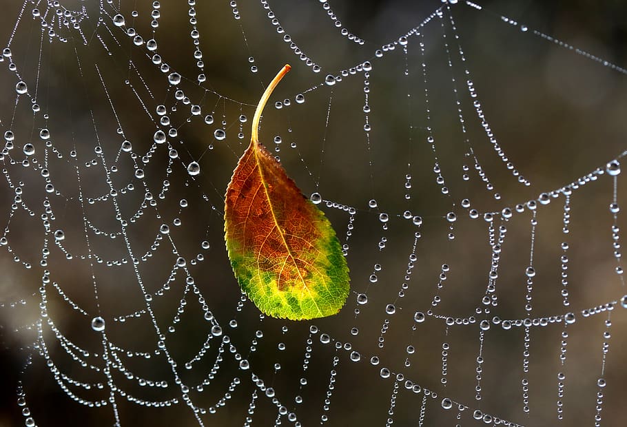 spider web, drops, dew, morning, autumn, water, wet, close-up HD wallpaper