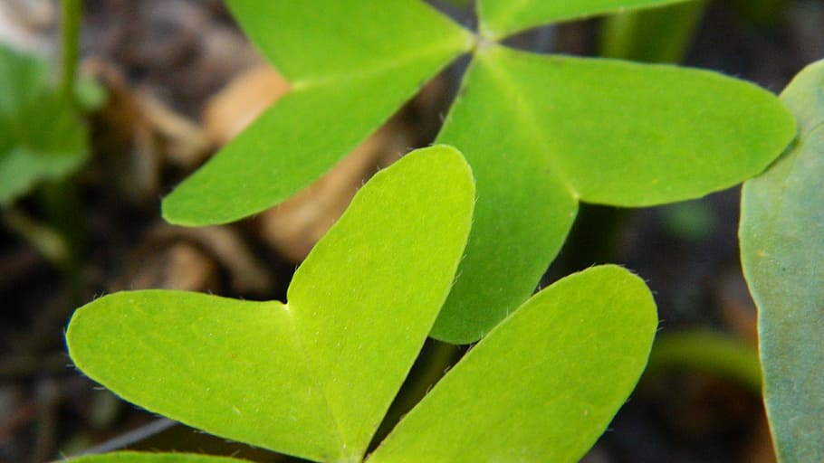 branch, plant, leaf, flower, green, produce, botany, aquatic plant HD wallpaper
