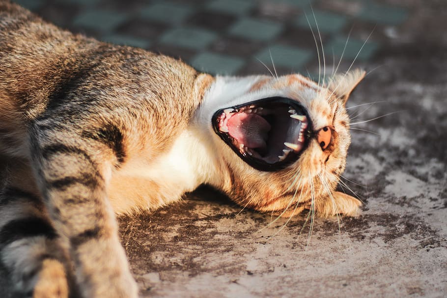 Cat Lying On Grey Surface, adorable, animal, cute, domestic animal HD wallpaper