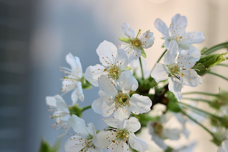 cherry tree, blossom, bloom, spring, petal, white, nature, cherry blossom HD wallpaper