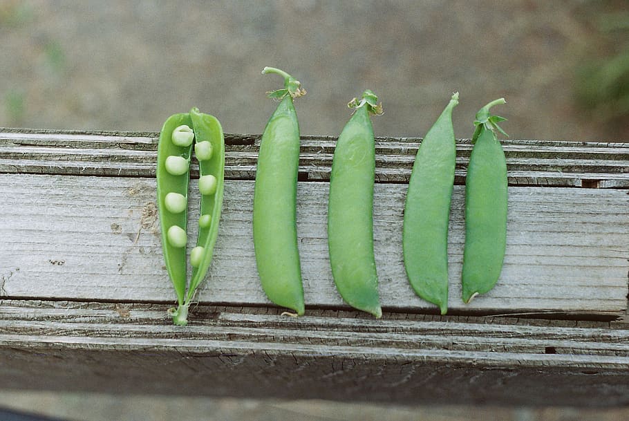 five green beans, green color, food and drink, freshness, healthy eating HD wallpaper