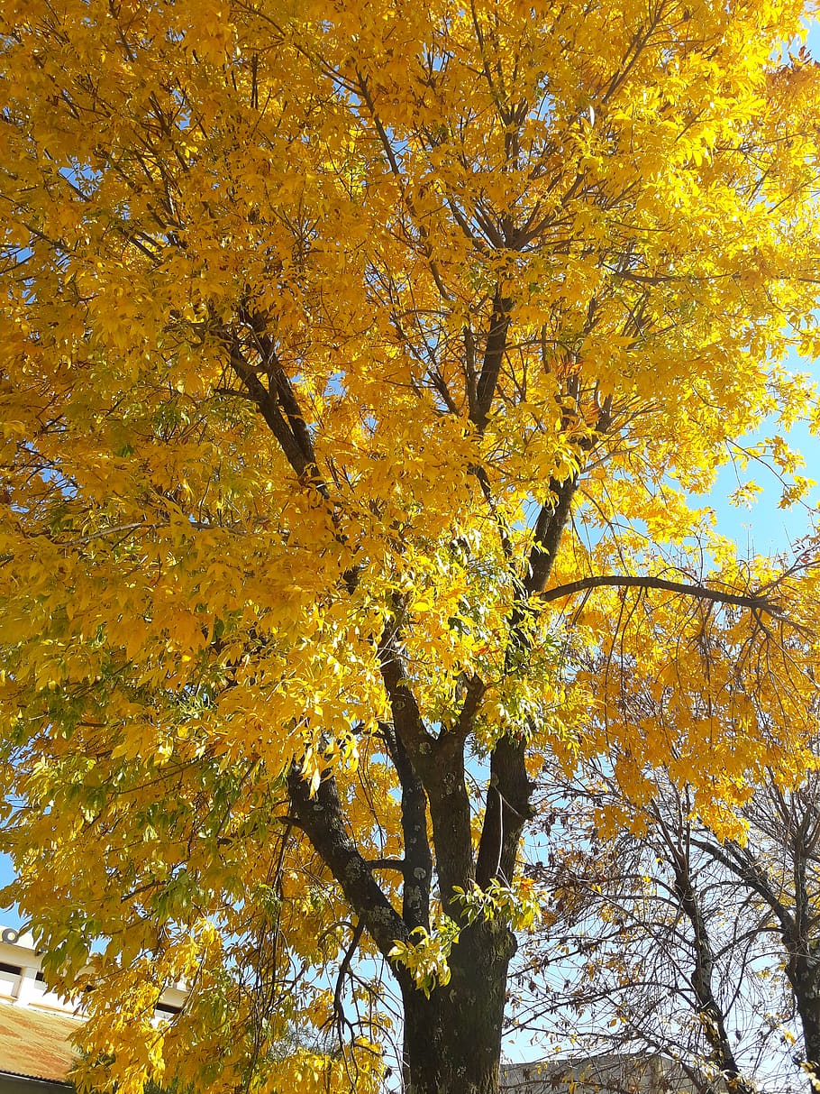 argentina, monte caseros, tree, autumn, change, plant, yellow HD wallpaper