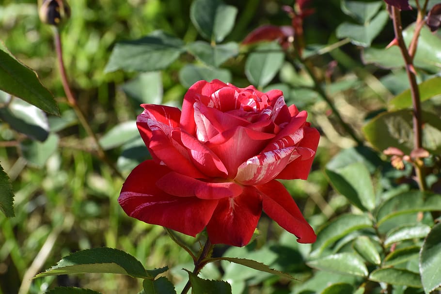 rose, red, multicolored, green background, flower, bloom, love HD wallpaper