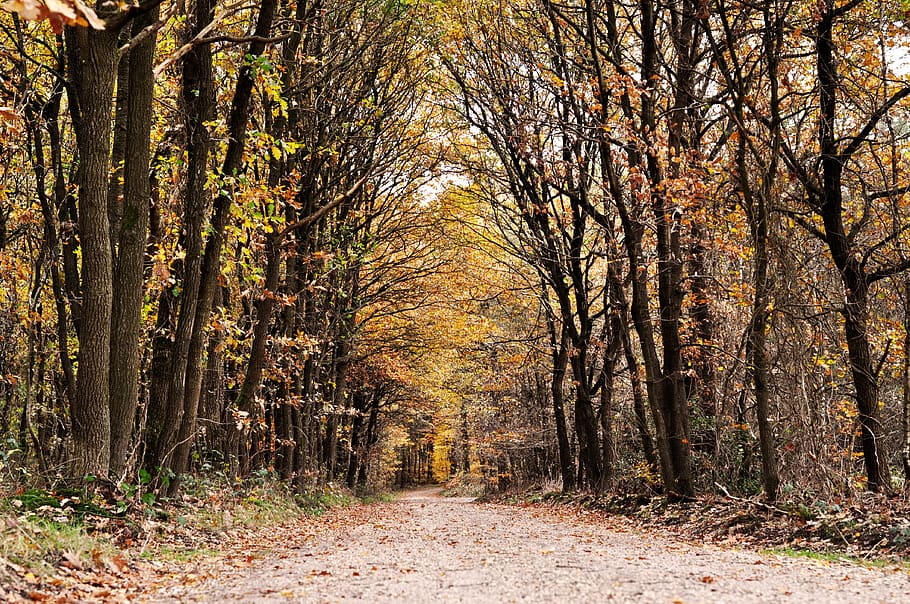 dutch, forest, tree, nature, trees, netherlands, autumn, colors HD wallpaper