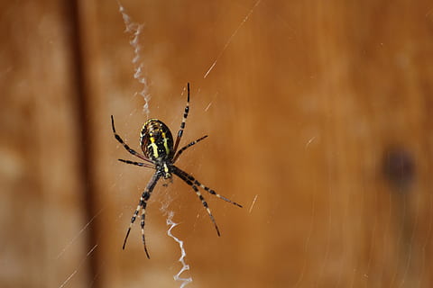 wasp spider, cobweb, zebraspinne, tiger spider, insect, striped HD wallpaper