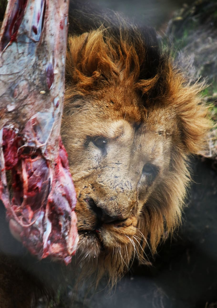 lion, male, predator, animal, africa, mane, dangerous, zoo, HD wallpaper