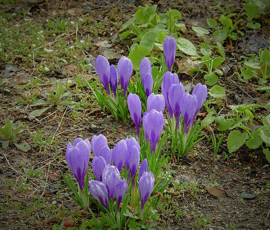 flowers, crocus, purple, spring, flowering plant, beauty in nature HD wallpaper