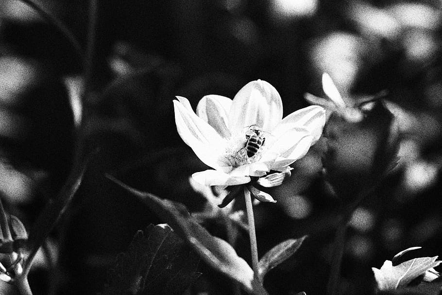 flower, bee, flowering plant, growth, freshness, beauty in nature HD wallpaper