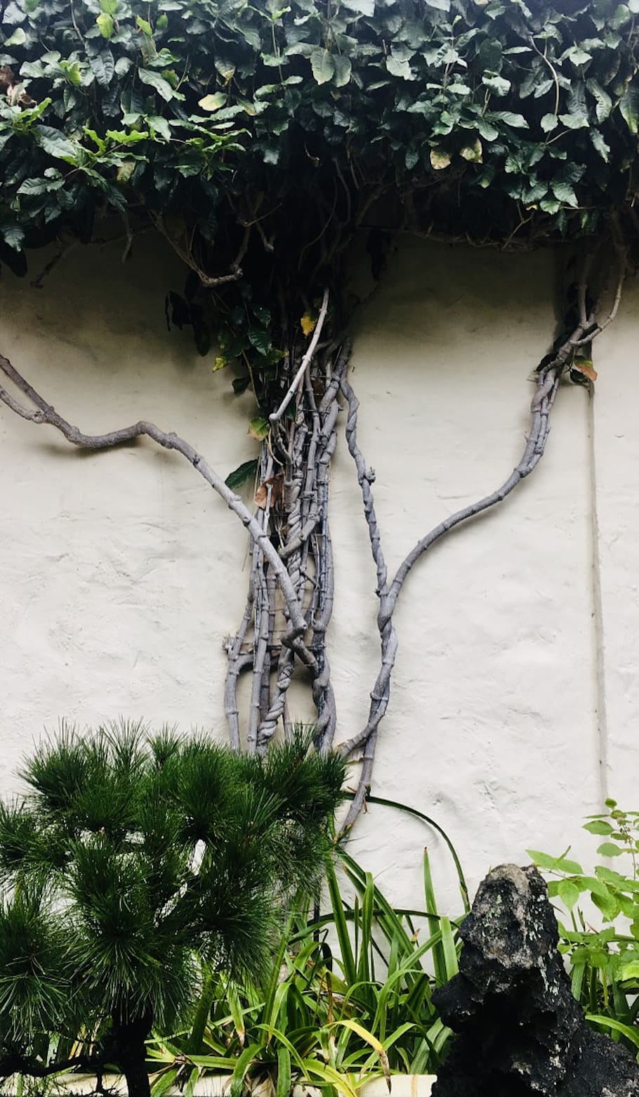 plant, tree, root, pottery, vase, jar, potted plant, conifer HD wallpaper