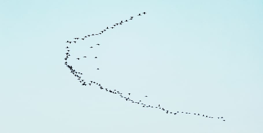 india, hyderabad, flying, group of animals, large group of animals HD wallpaper