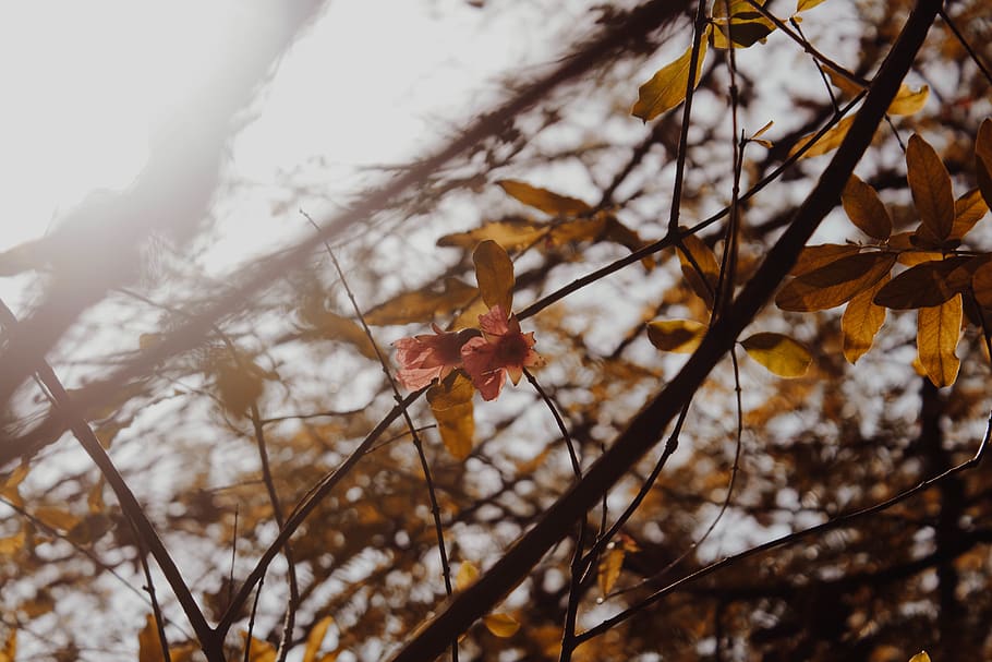 leaf, plant, tree, maple, arachnid, spider, animal, invertebrate HD wallpaper