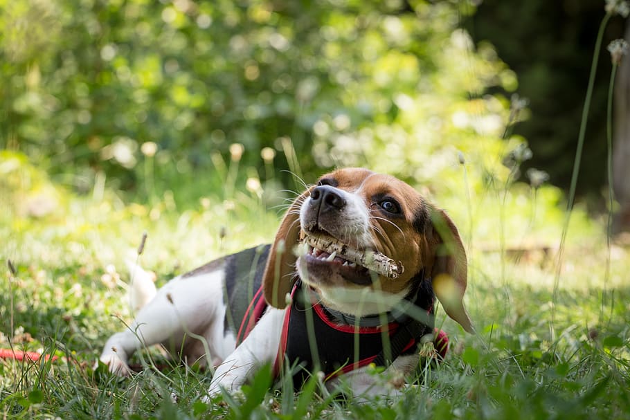 Selective Focus Photography of Adult Beagle Lying on Grass and Biting Bone