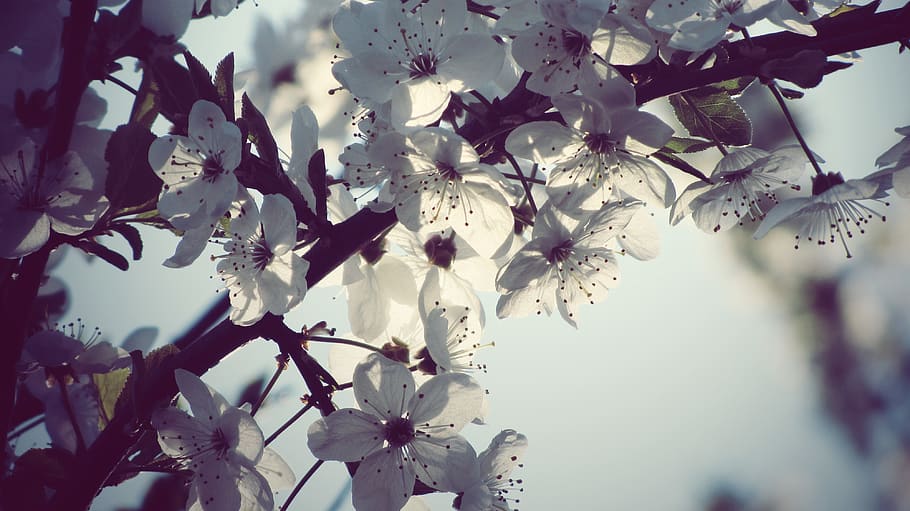 denmark, copenhagen, spring, tree, white, branch, flower, bloom HD wallpaper