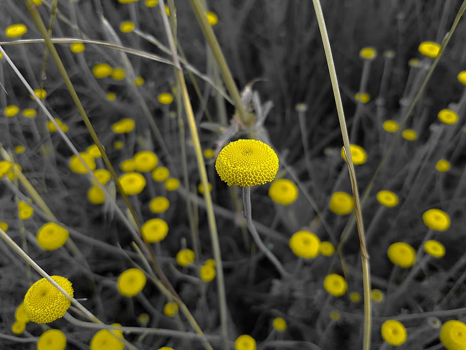 plant, growth, flower, flowering plant, yellow, beauty in nature HD wallpaper