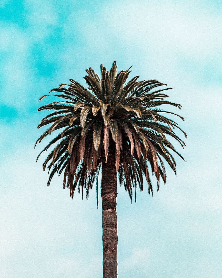 green leafed tree, sky, low angle view, nature, palm tree, tropical climate HD wallpaper