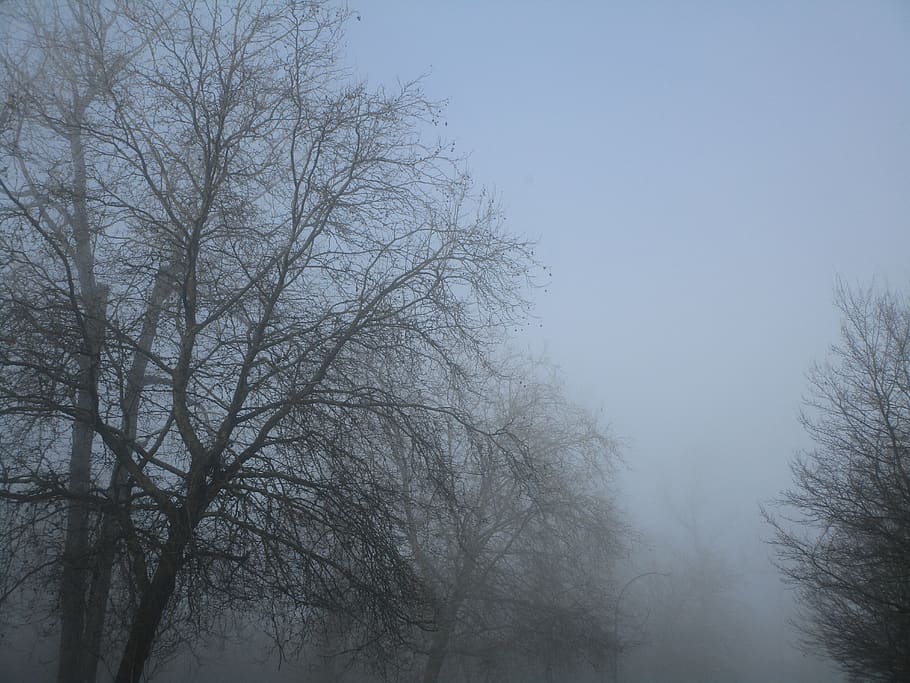 fog, winter, trees, bare tree, plant, sky, no people, branch HD wallpaper