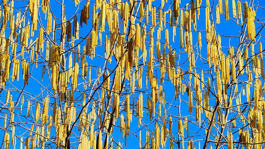landscape, nature, tree, hazelnut, flowers, sun, light, branch HD wallpaper