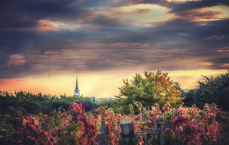 france, l'île-d'olonne, cloud - sky, plant, tree, nature, beauty in nature HD wallpaper