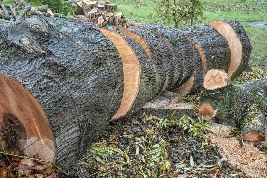 ash, tree, like, wood, tribe, conservation, nature conservation HD wallpaper