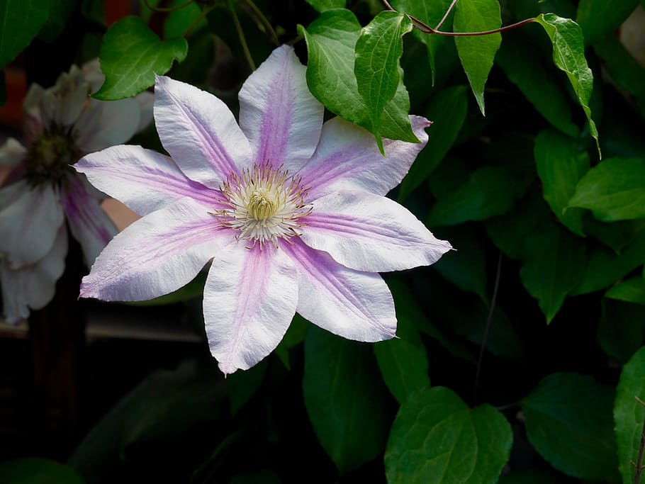 clematis, bloom, purple, lilac, blossom, flower, nature, garden HD wallpaper