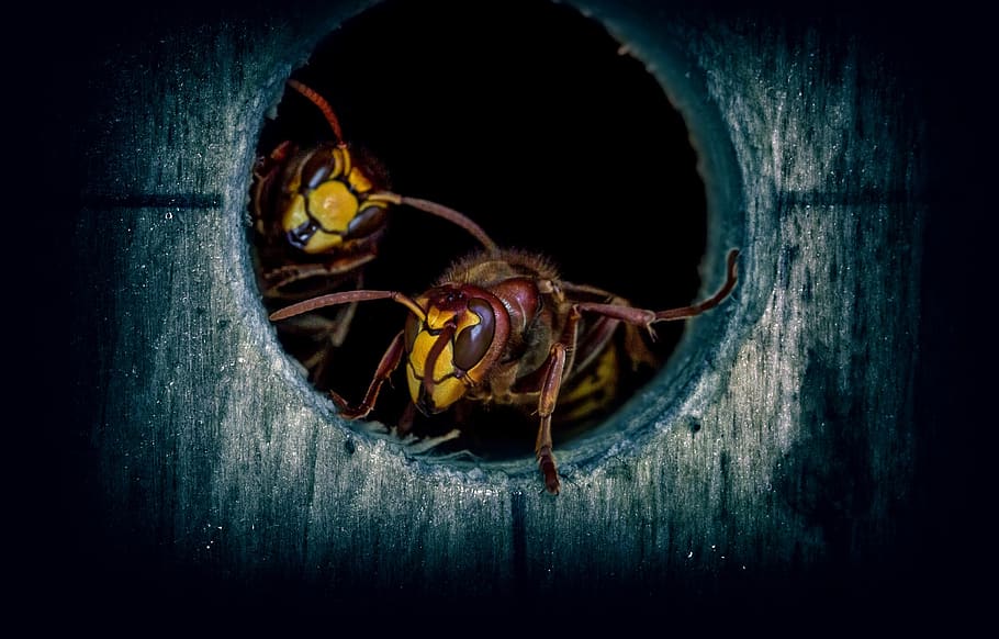 insect, wasps, hornets, hornissennest, macro, macro shooting