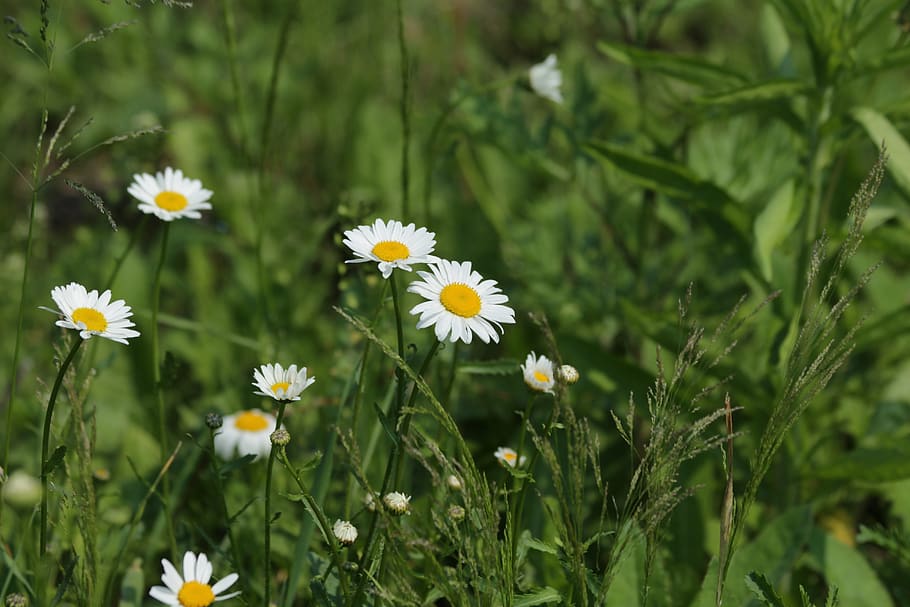 chamomile, flowers, nature, plants, summer, flowers of the field HD wallpaper