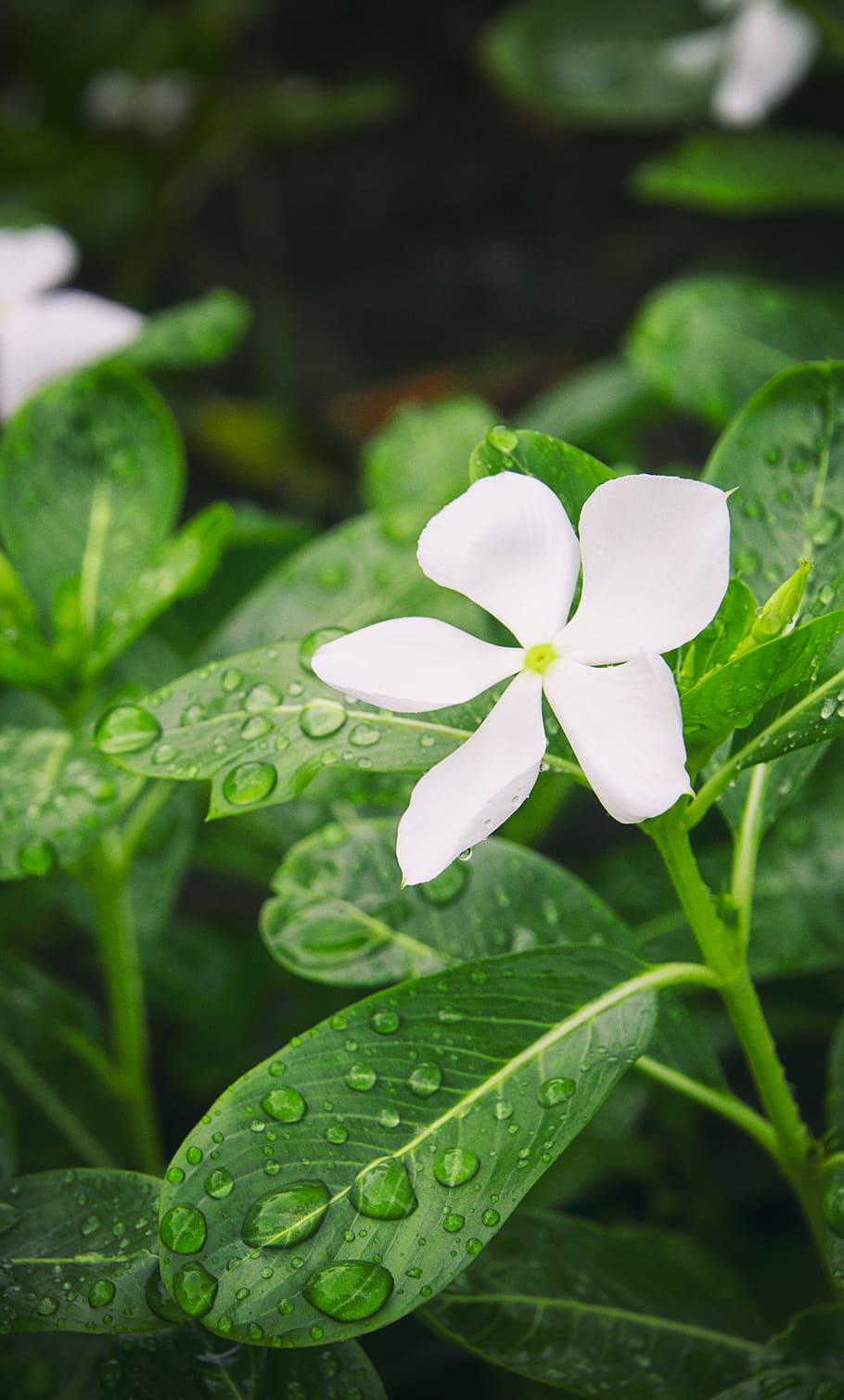 india, white, flower, green, drops, leaves, rain, nature, outdoor HD wallpaper